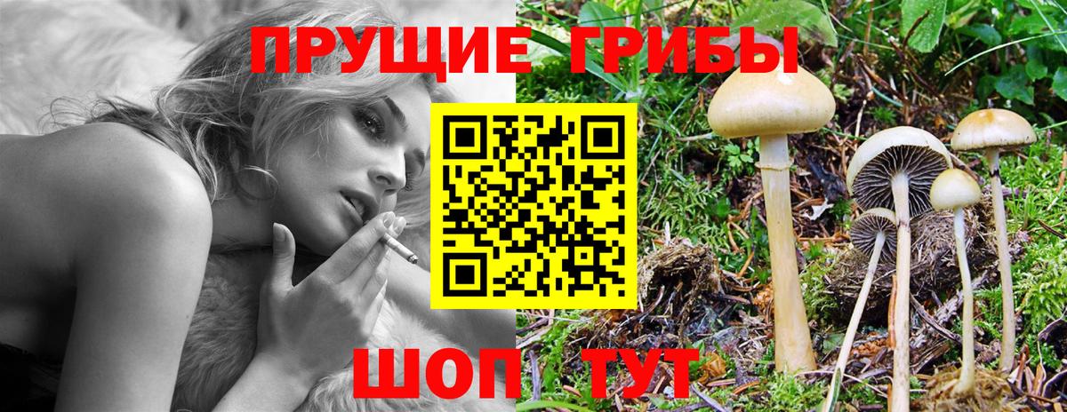 Псилоцибиновые грибы Psilocybe  Вход с VPN  Псилоцибиновые грибы Psilocybe  Новочеркасск 